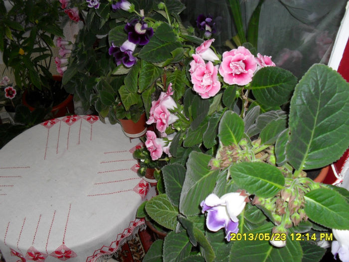 Gloxinii 23 05-2013 - Flori-2013