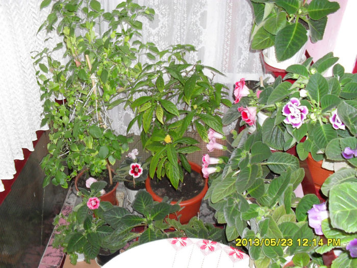 Gloxinii 23 05-2013
