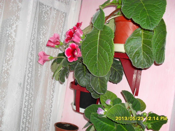 Gloxinii 23 05-2013