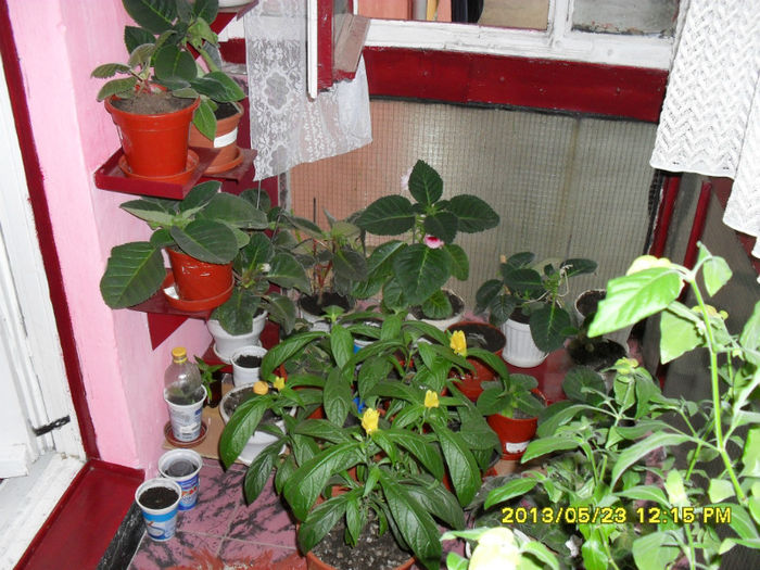 Gloxinii 23 05-2013 - Flori-2013