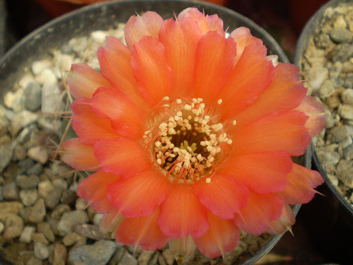 Acanthocalycium variiflorum Acanthocalycium variiflorum