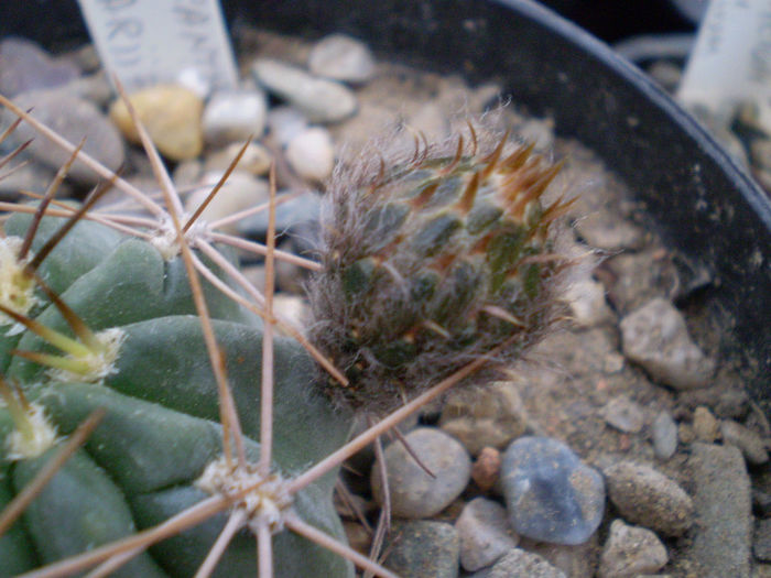 Acanthocalycium variiflorum - Acanth 2013