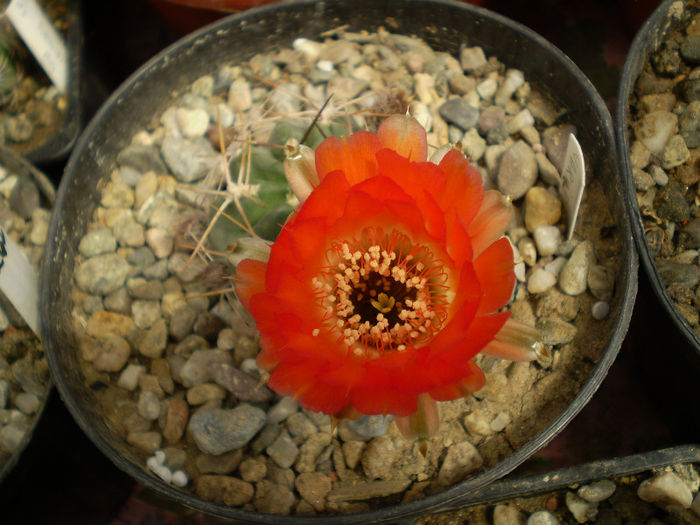 Acanthocalycium variiflorum - Acanth 2013