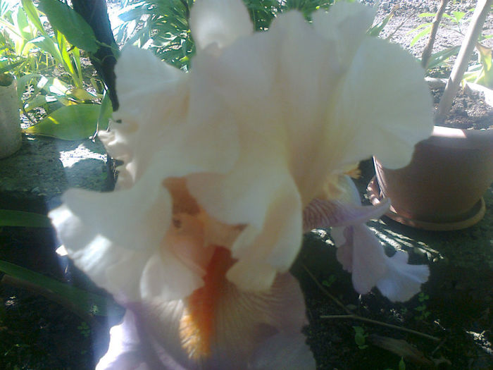 iris - 2013 FLORI EXTERIOR