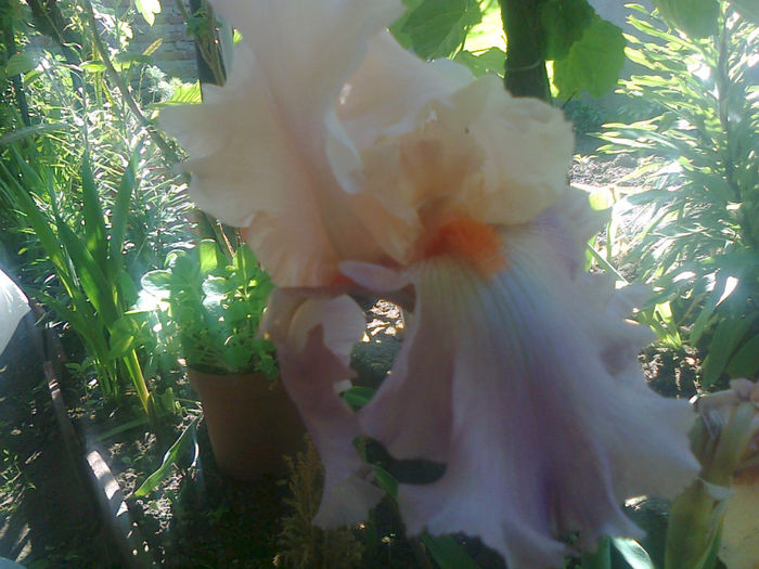 iris