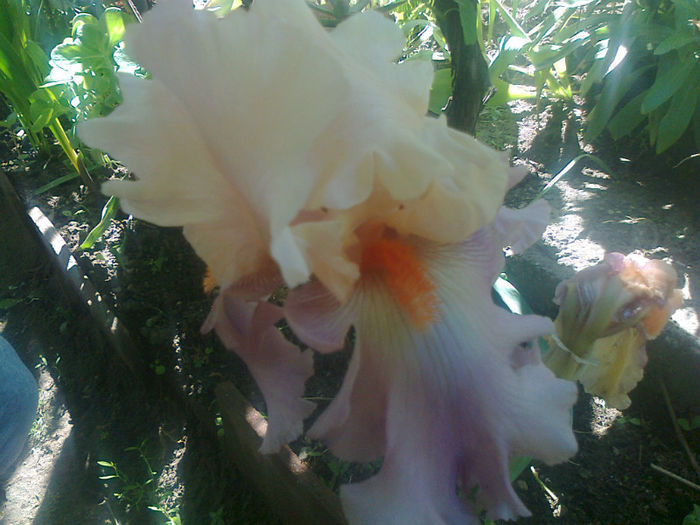 iris