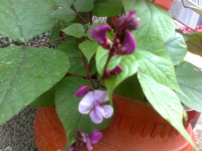 fasole decorativa