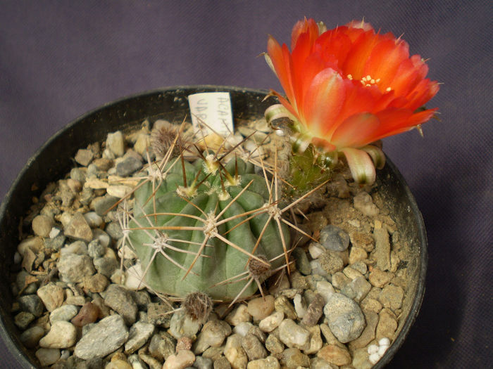 Acanthocalycium variiflorum - Acanth 2013