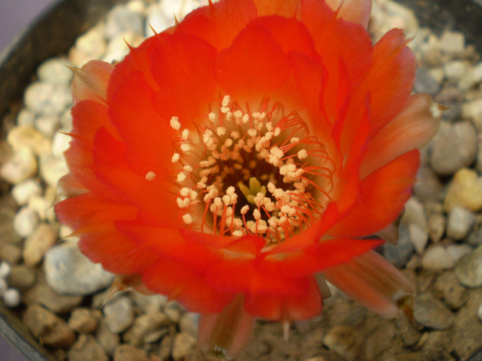 Acanthocalycium variiflorum - Acanth 2013