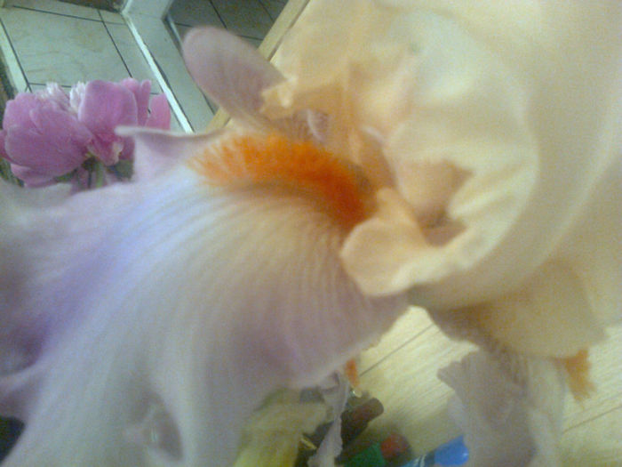 iris