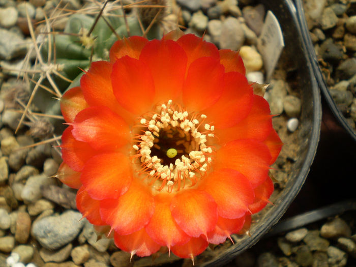 Acanthocalycium variiflorum - Acanth 2013