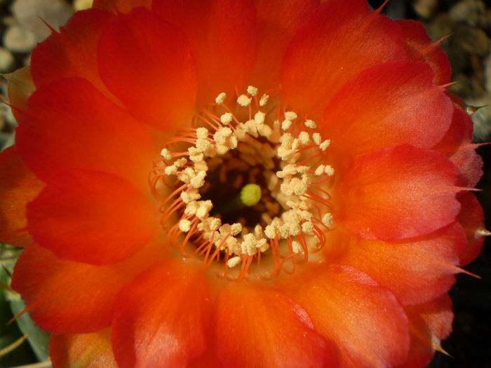 Acanthocalycium variiflorum