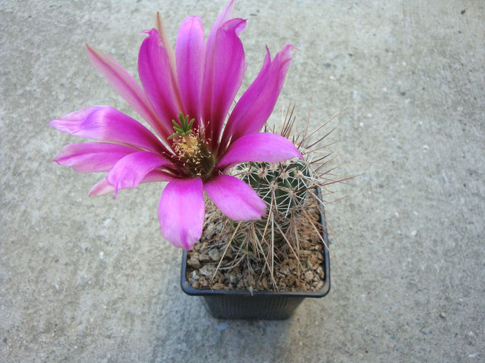 Echinocereus engelmannii var. variegatus   (Engelm. & J.M.Bigelow) R - Genul Echinocereus