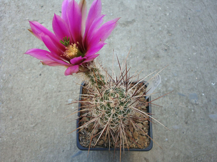 Echinocereus engelmannii var. variegatus  (Engelm. & J.M.Bigelow) R