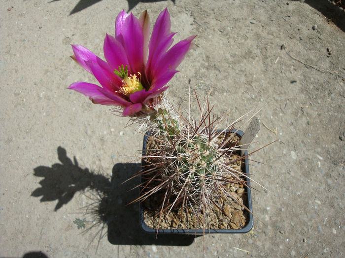 Echinocereus engelmannii var. variegatus (Engelm. & J.M.Bigelow) R - Genul Echinocereus