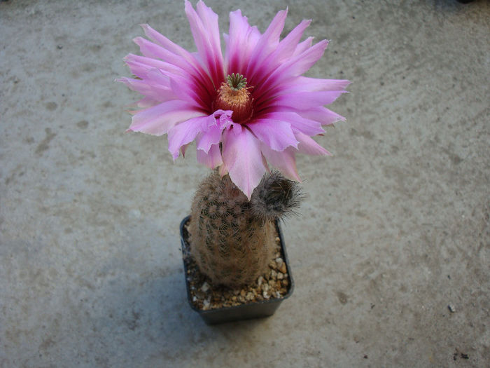 Echinocereus fitchii   Britton & Rose1922 - Genul Echinocereus