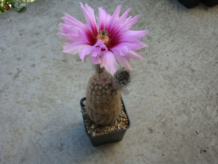 Echinocereus fitchii Britton & Rose1922