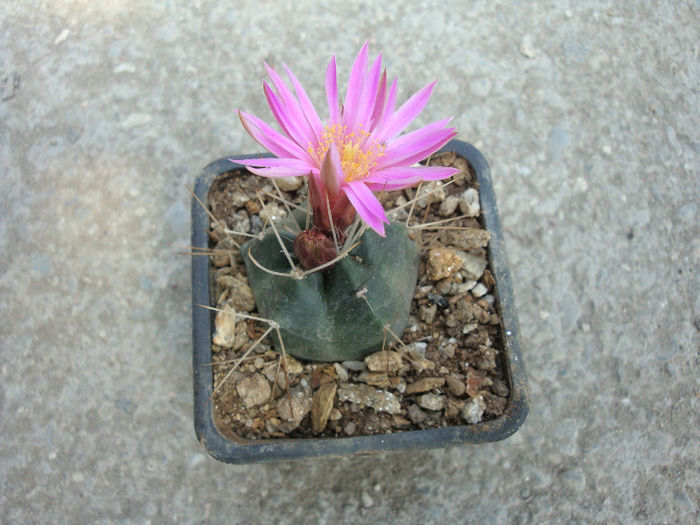 Echinocereus knippelianus    Liebner 1895 - Genul Echinocereus