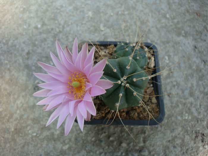 Echinocereus knippelianus  Liebner 1895 - Genul Echinocereus