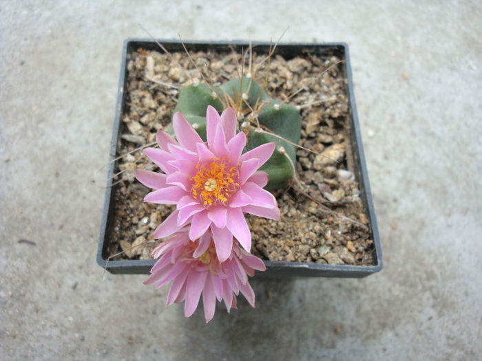 Echinocereus knippelianus Liebner 1895 - Genul Echinocereus