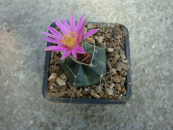 Echinocereus knippelianus ssp. kruegeri   (Glass & R.A.Foster) Glass 1997 - Genul Echinocereus