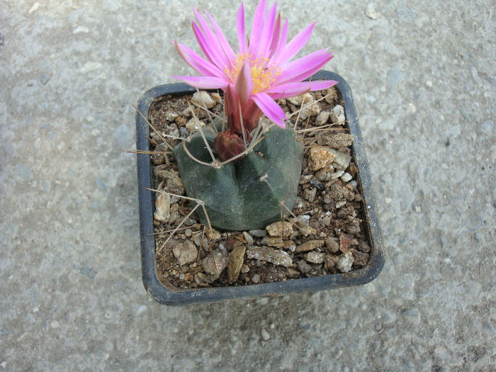 Echinocereus knippelianus ssp. kruegeri (Glass & R.A.Foster) Glass 1997