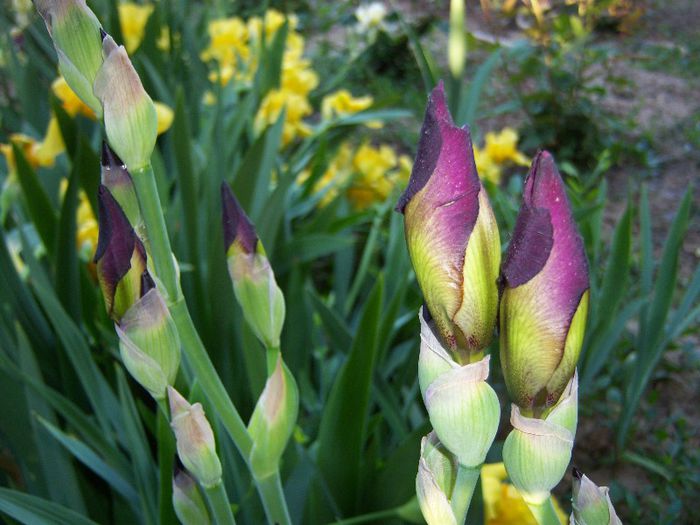 100_5532 - Irisi 2013