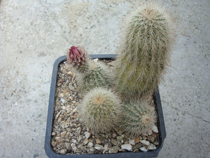 Echinocereus nivosus    Glass & R.C.Foster 1978