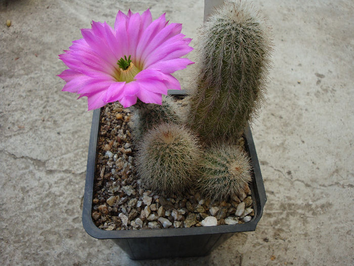 Echinocereus nivosus  Glass & R.C.Foster 1978 - Genul Echinocereus