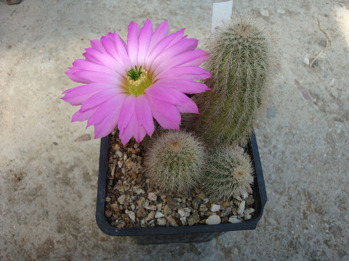 Echinocereus nivosus Glass & R.C.Foster 1978 - Genul Echinocereus