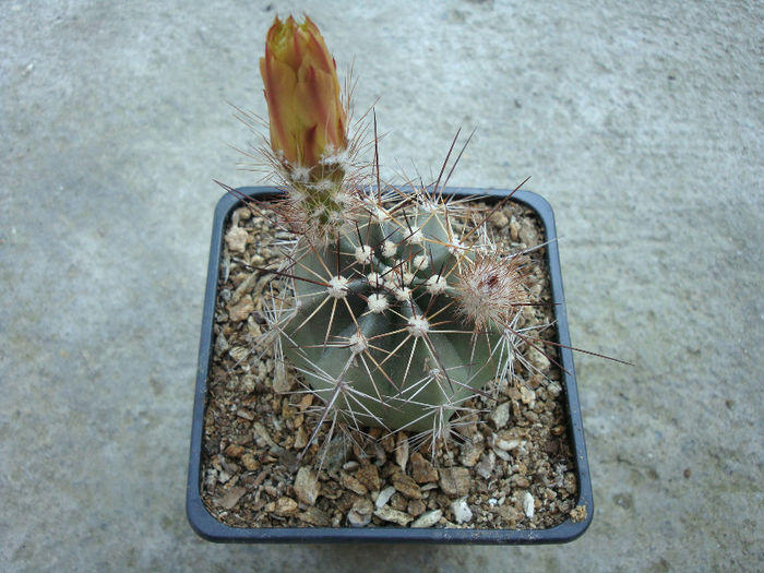 Echinocereus subinermis var. ochoterenae (J.G.Ortega) G.Unger - Genul Echinocereus