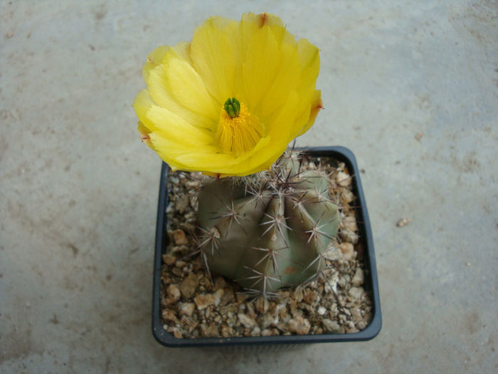 Echinocereus subinermis var. ochoterenae (J.G.Ortega) G.Unger - Genul Echinocereus