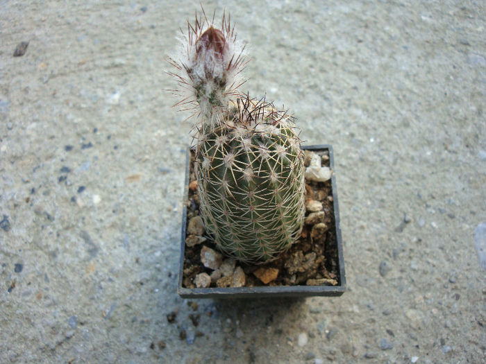 Echinocereus pamanesiorum  A.B.Lau 1981 - Genul Echinocereus