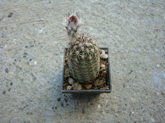 Echinocereus pamanesiorum A.B.Lau 1981