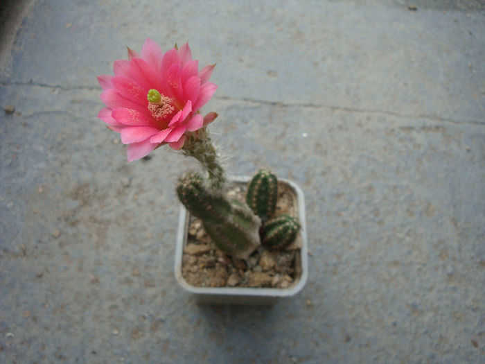 Echinocereus polyacanthus   Engelm. 1848 - Genul Echinocereus