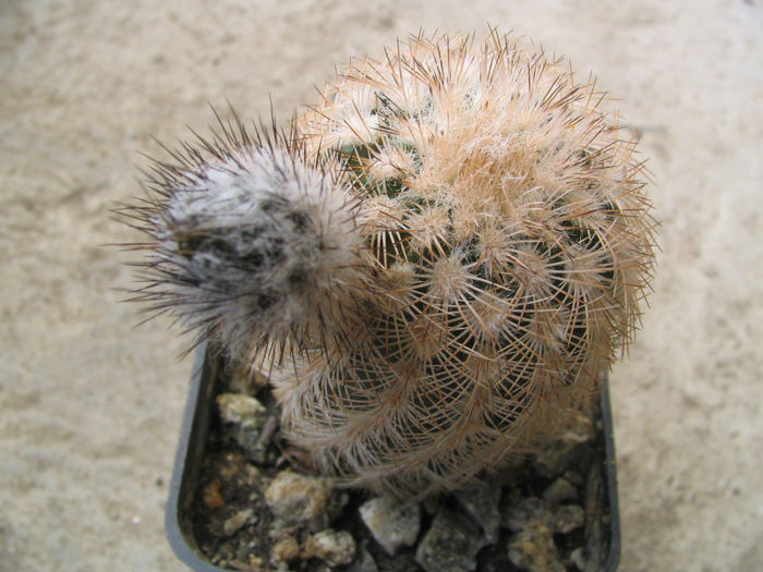 Echinocereus reichenbachii ssp. fitchii        (Britton & Rose) N.P. Taylor 1969