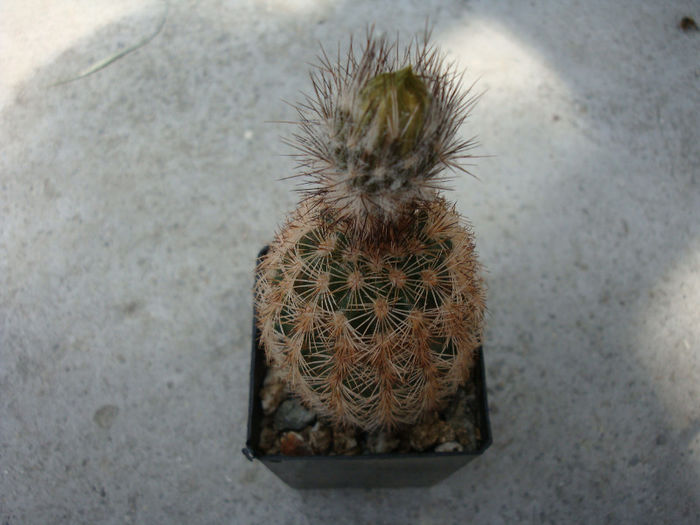 Echinocereus reichenbachii ssp. fitchii       (Britton & Rose) N.P. Taylor 1969