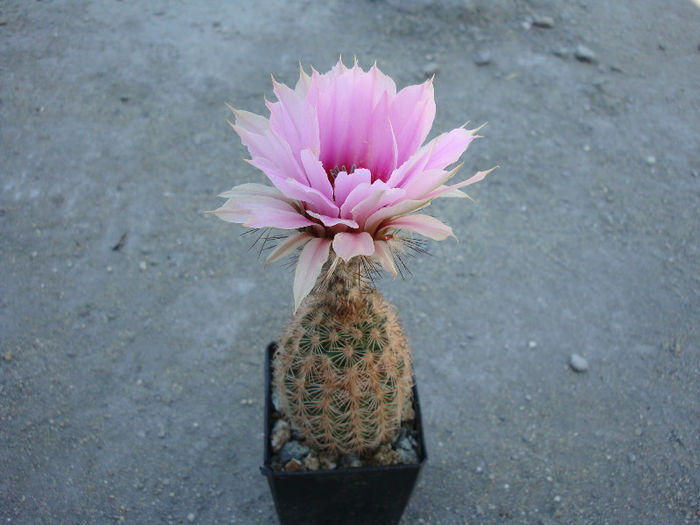 Echinocereus reichenbachii ssp. fitchii    (Britton & Rose) N.P. Taylor 1969