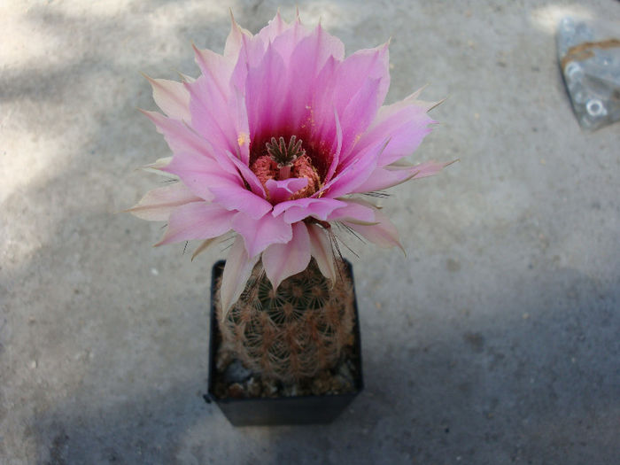 Echinocereus reichenbachii ssp. fitchii   (Britton & Rose) N.P. Taylor 1969