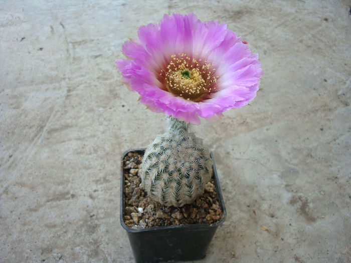 Echinocereus reichenbachii var. baileyi  (Rose) N.P.Taylor 1985