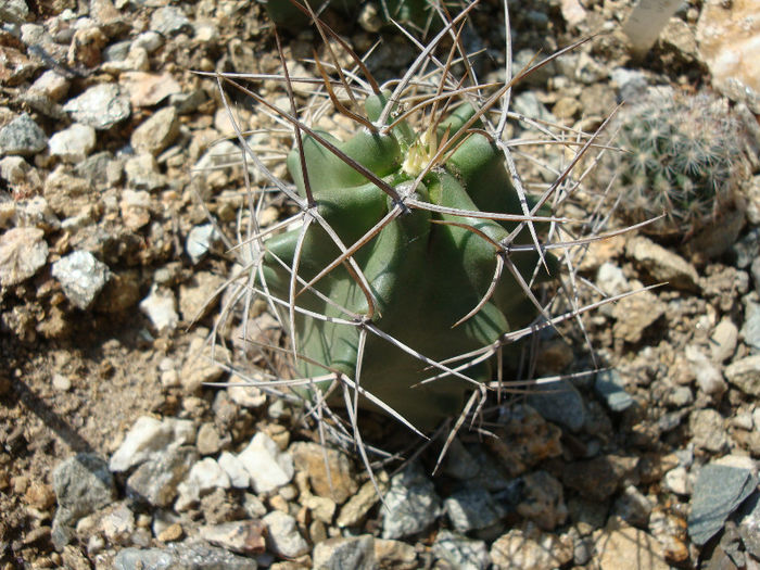 Echinocereus triglochidiatus  Engelm. 1848; Hardy
