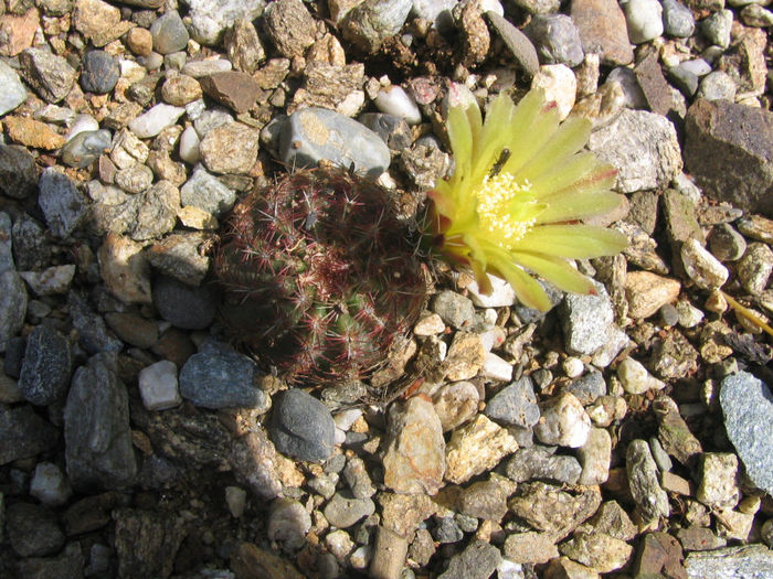 Echinocereus viridiflorus     Engelm.1848; Hardy
