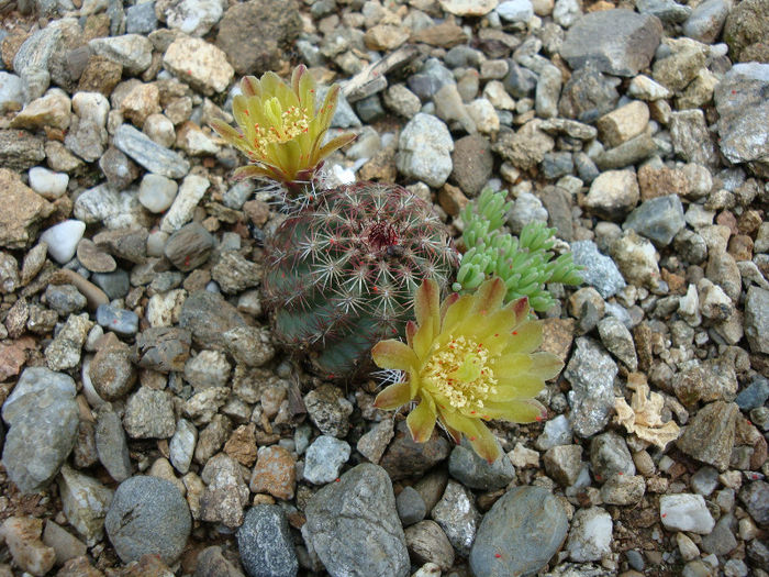 Echinocereus viridiflorus    Engelm.1848; Hardy
