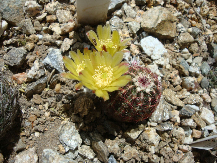 Echinocereus viridiflorus  Engelm.1848; Hardy
