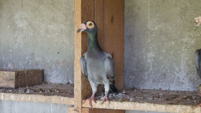 _DSC2522 - CARIERI DE VANZARE