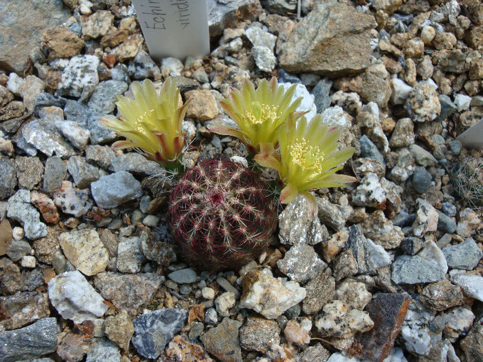 Echinocereus viridiflorus Engelm.1848; Hardy
