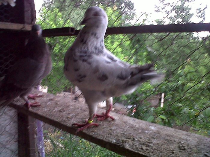 IMG00780-20130523-1631