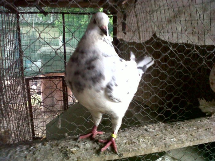 IMG00781-20130523-1631