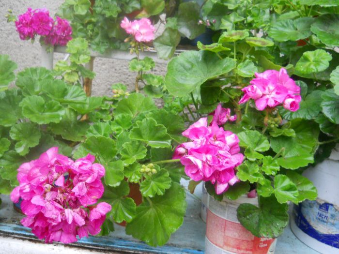 DSCN3962 - muscate drepte