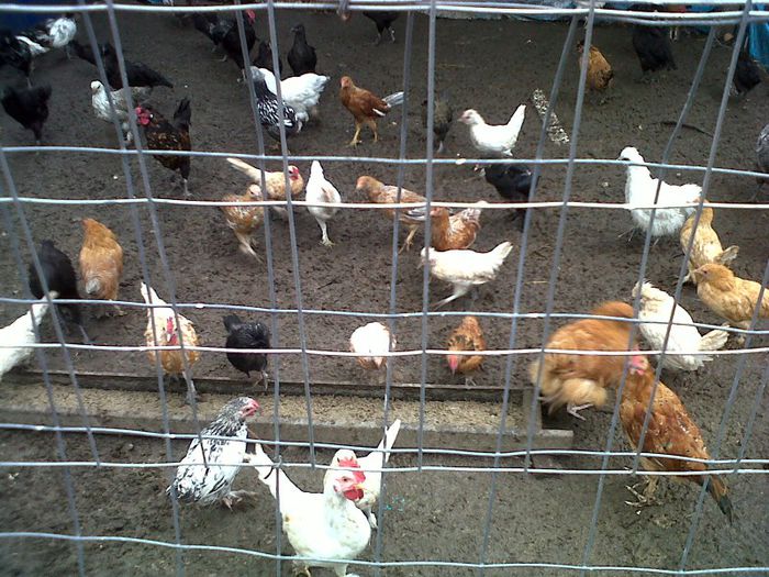 IMG00759-20130523-1615